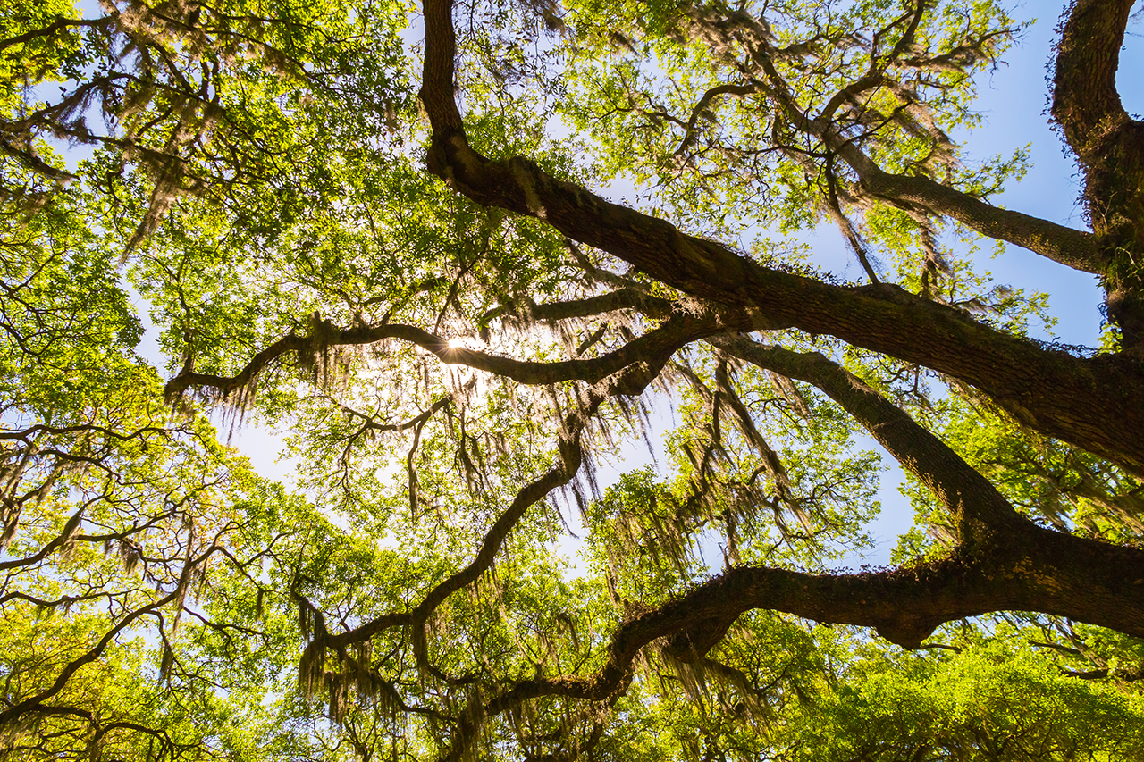 Canopy-of-old-live-oak-trees-draped-in-spanish-moss.